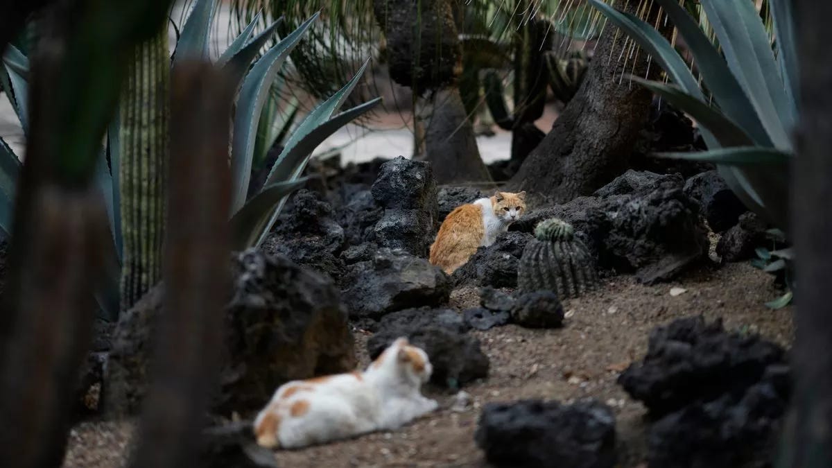 Two cats in a garden setting
