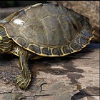 本当は別の亀だった。ラフィートカワガメという亀