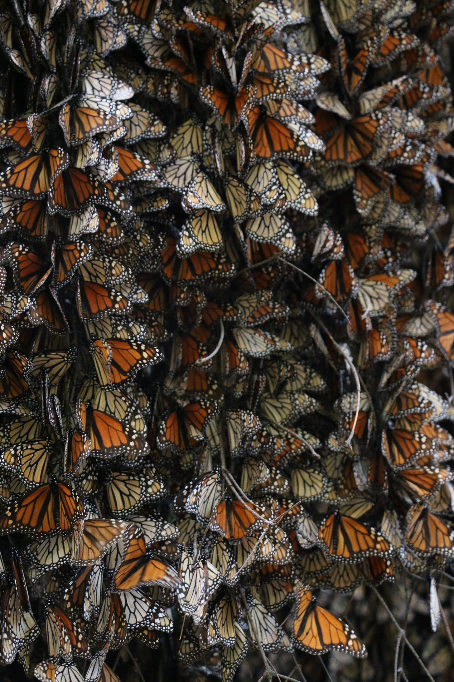 monarch butterflies in mexico 
