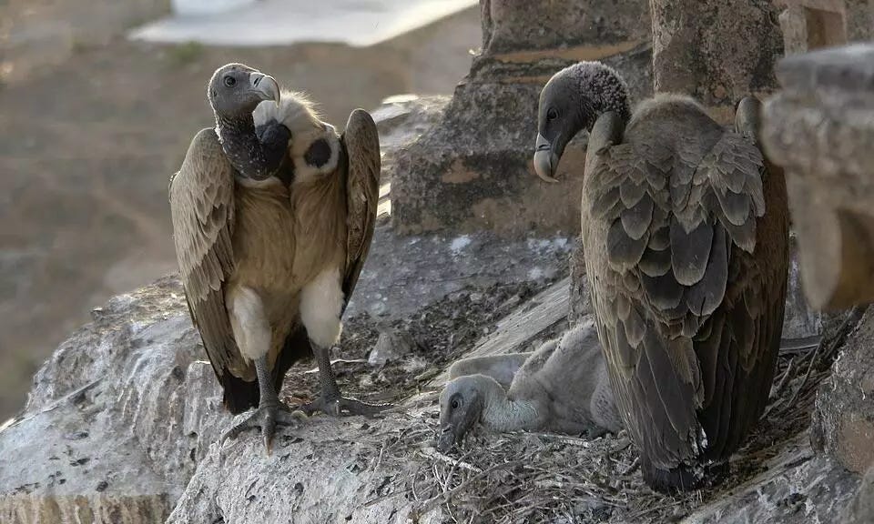 Indian vultures