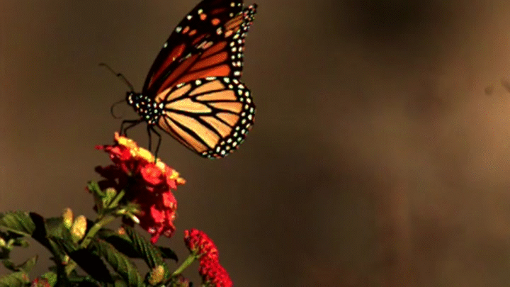 Butterfly Flying in Slow Motion on Make a GIF
