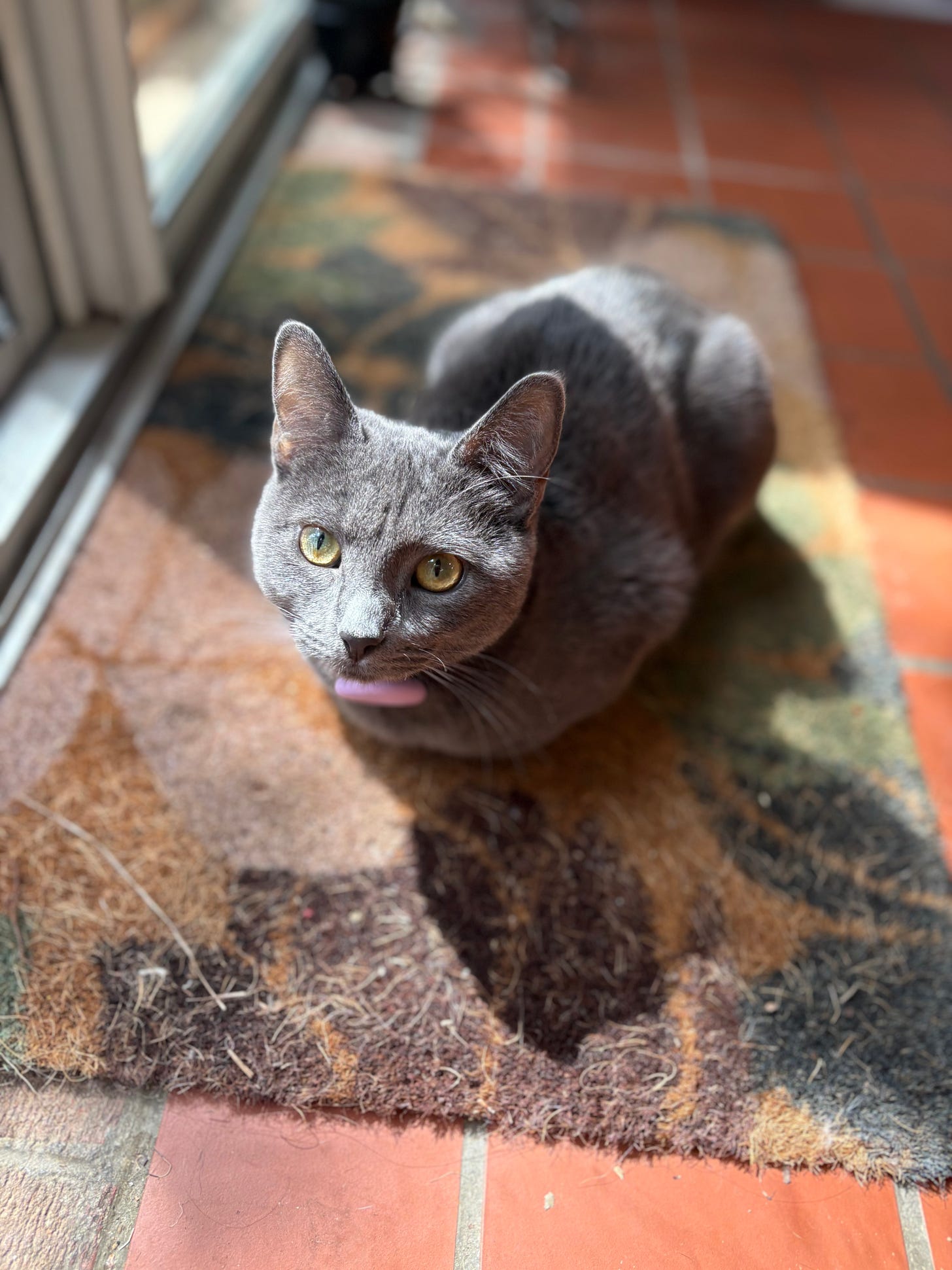 a beautiful gray kitten with gorgeous yellow eyes looking at the camera as she rests in the sun