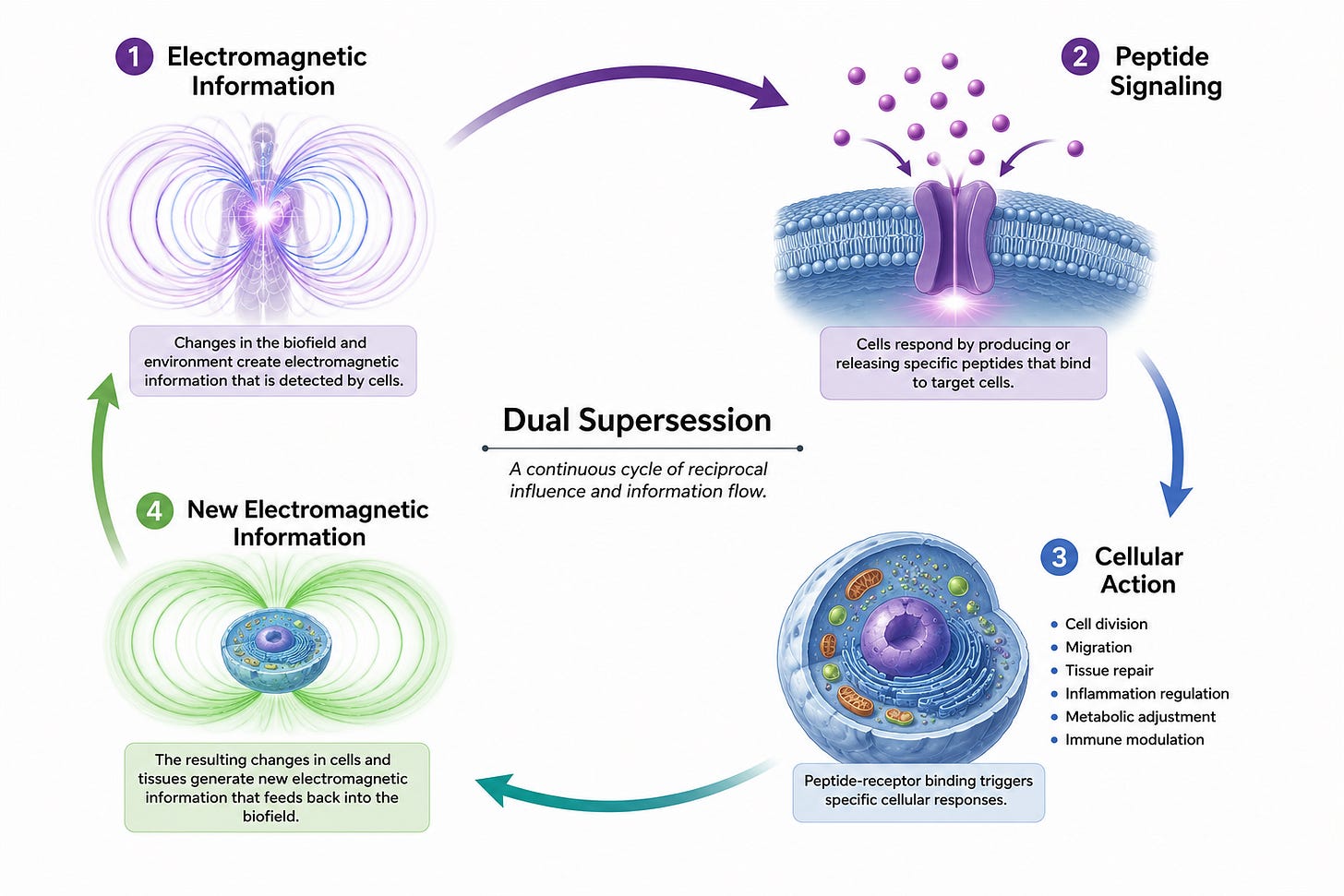 From the perspective of PET, peptides are not the source of biological intelligence but information transducers. 