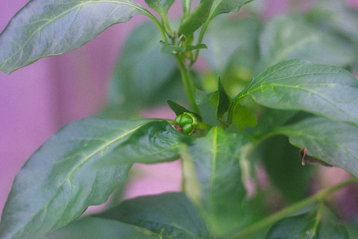 Shots of our green bell pepper plant — a tiny sprouting bell pepper and a larger green bell pepper ready for harvest.
