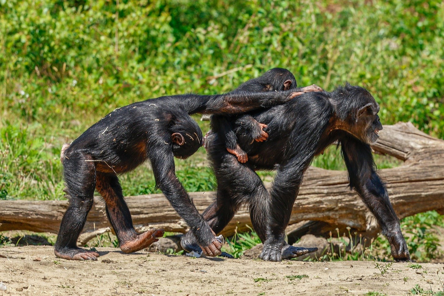 Chimpanzees' unusually protracted and vulnerable adolescences Chimpanzees' unusually protracted and vulnerable adolescences