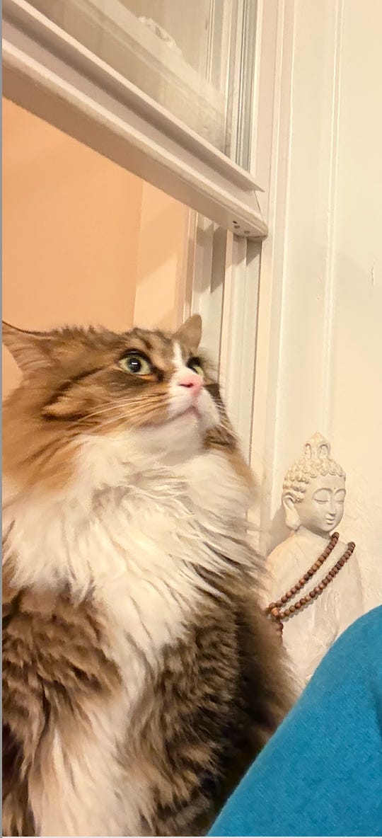 Calico displays his neck ruff while looking off bravely into space under interior window; a buddha statue is off to his left Calico displays his neck ruff while looking off bravely into space under interior window; a buddha statue is off to his left