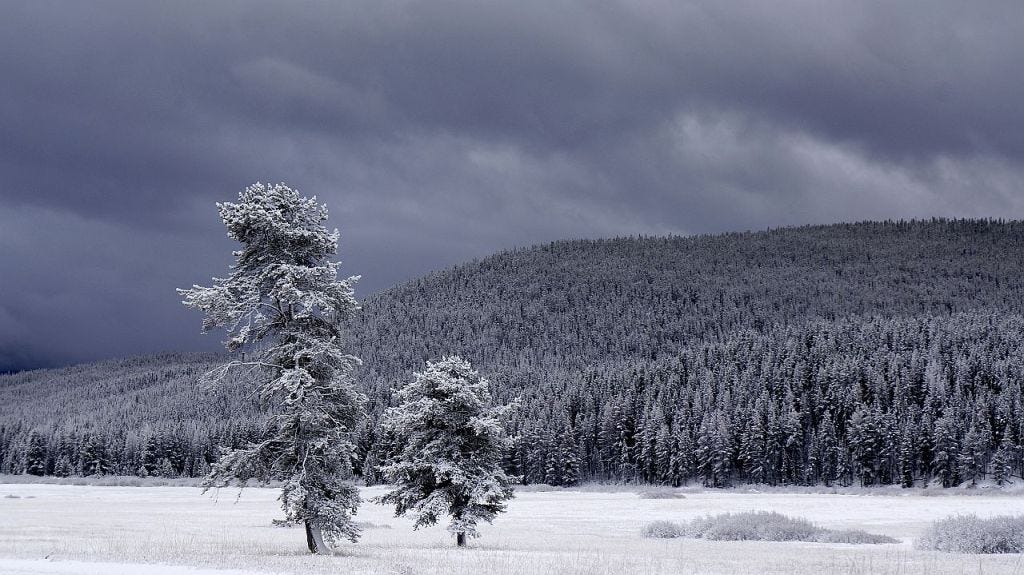Angry Tree Angry Tree