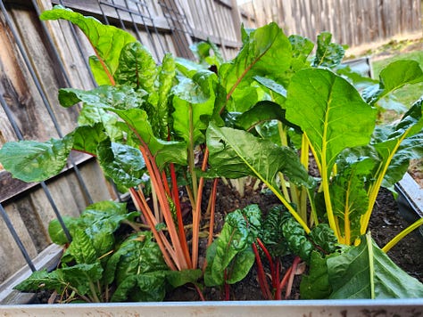 A collection of six photos of parts of my garden, including a veggie box, bowls of succulents, a pond, and a tree with a swing below it.