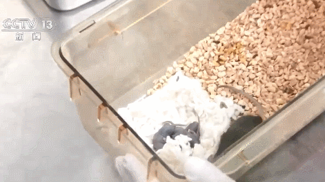 Offspring of the space-flown mice inside a laboratory.