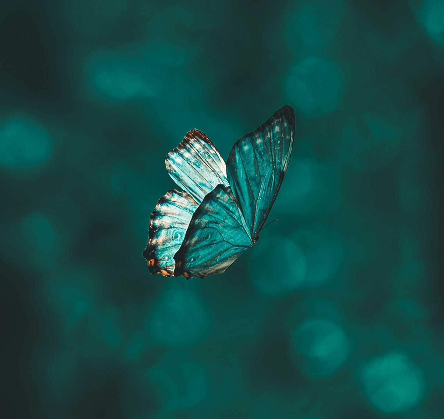 Blue butterfly on a  turquoise background