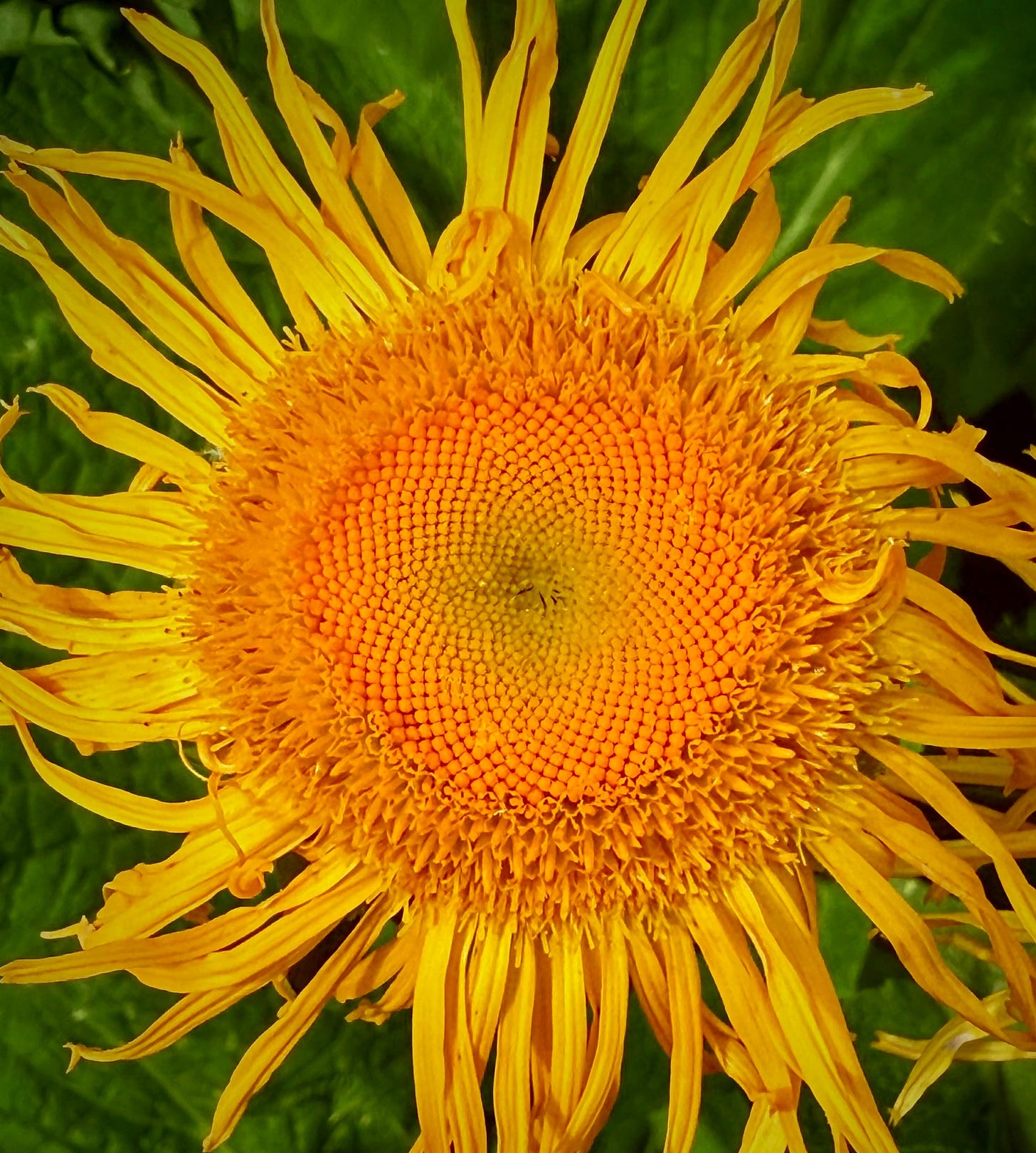 Tall yellow elecampane in bloom beside a doorway