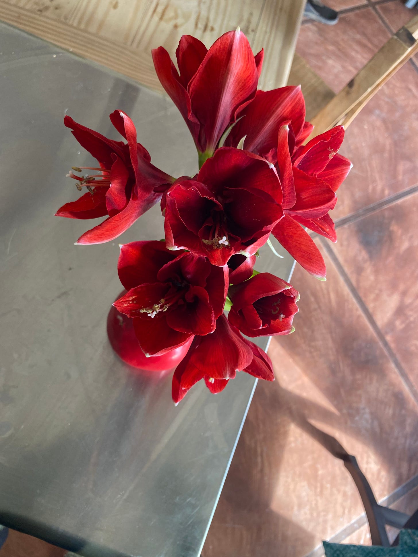 Amaryllis in wax on a metal table, next to a wooden one. Half a dozen bright red blooms. 
