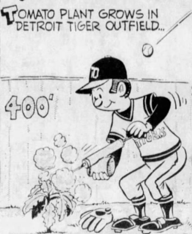 Cartoon showing a Tiger player caring for the center field tomato plant.