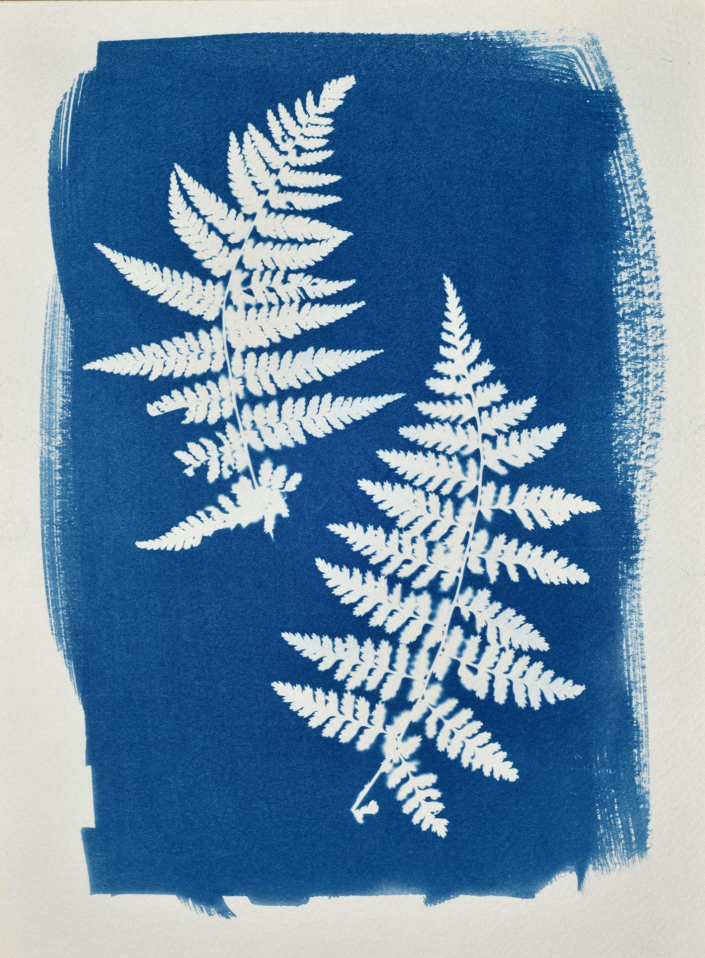 Cyanotype. - Andrew Sanderson
