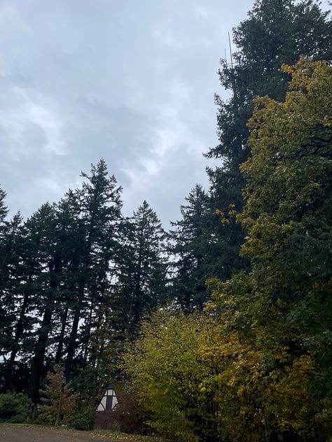 three photos of fir and pine trees