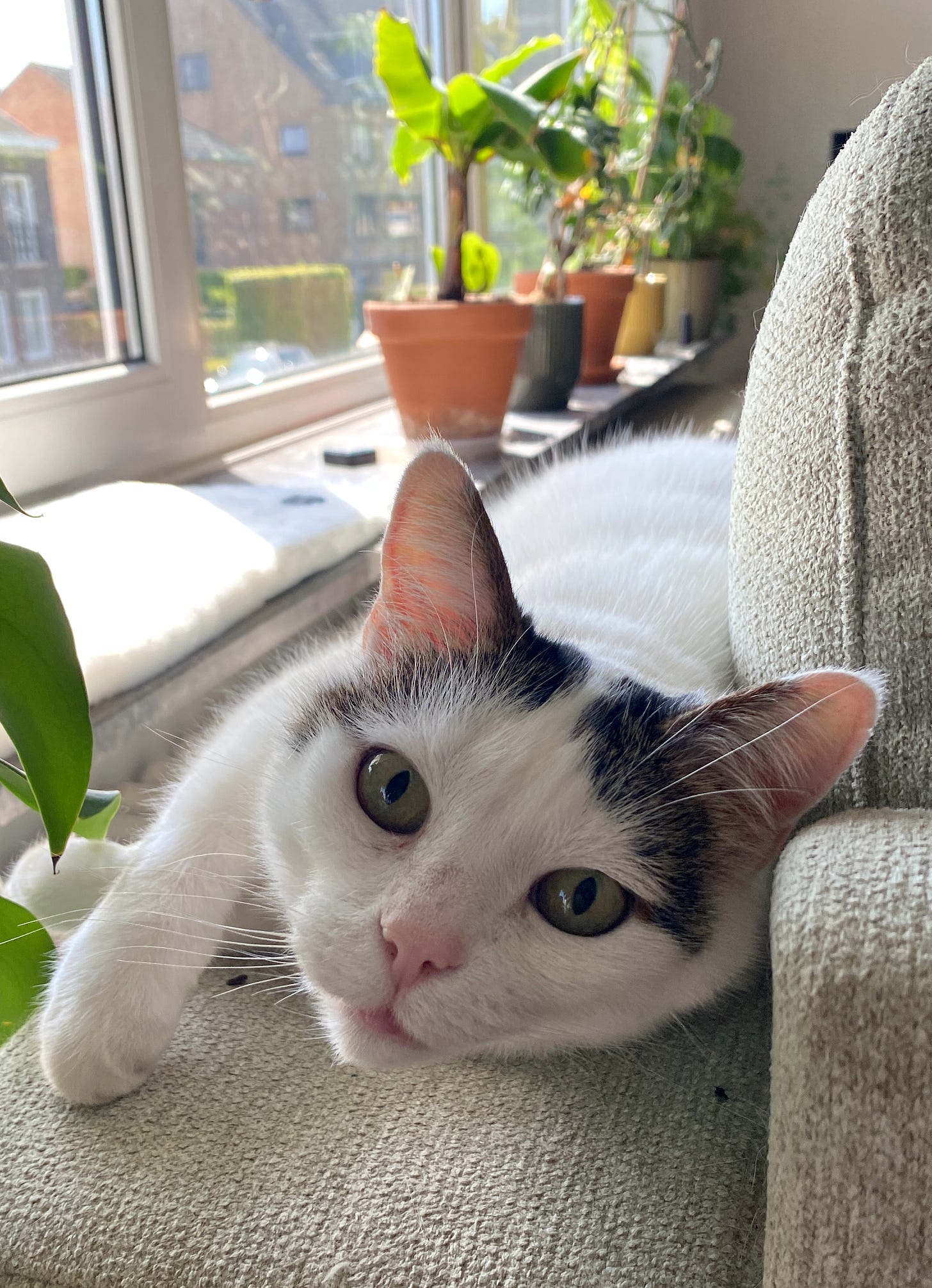 Bailey, a white cat with a gentle smile, rests on the couch and gazes at the camera. Sunlight streams through the window, casting a warm glow over him and highlighting his peaceful, content expression. Bailey, a white cat with a gentle smile, rests on the couch and gazes at the camera. Sunlight streams through the window, casting a warm glow over him and highlighting his peaceful, content expression.