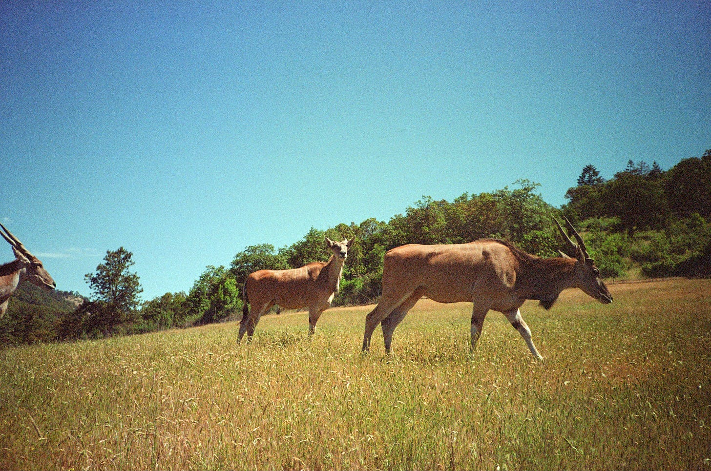 A film photograph of 3 large animals, resembling Ibexes or Elands, standing in a green-yellow field against a light blue sky.
