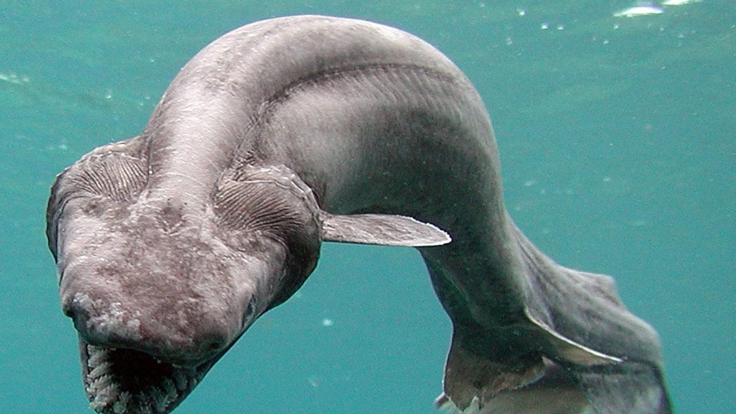Deep-Sea Creatures Photos