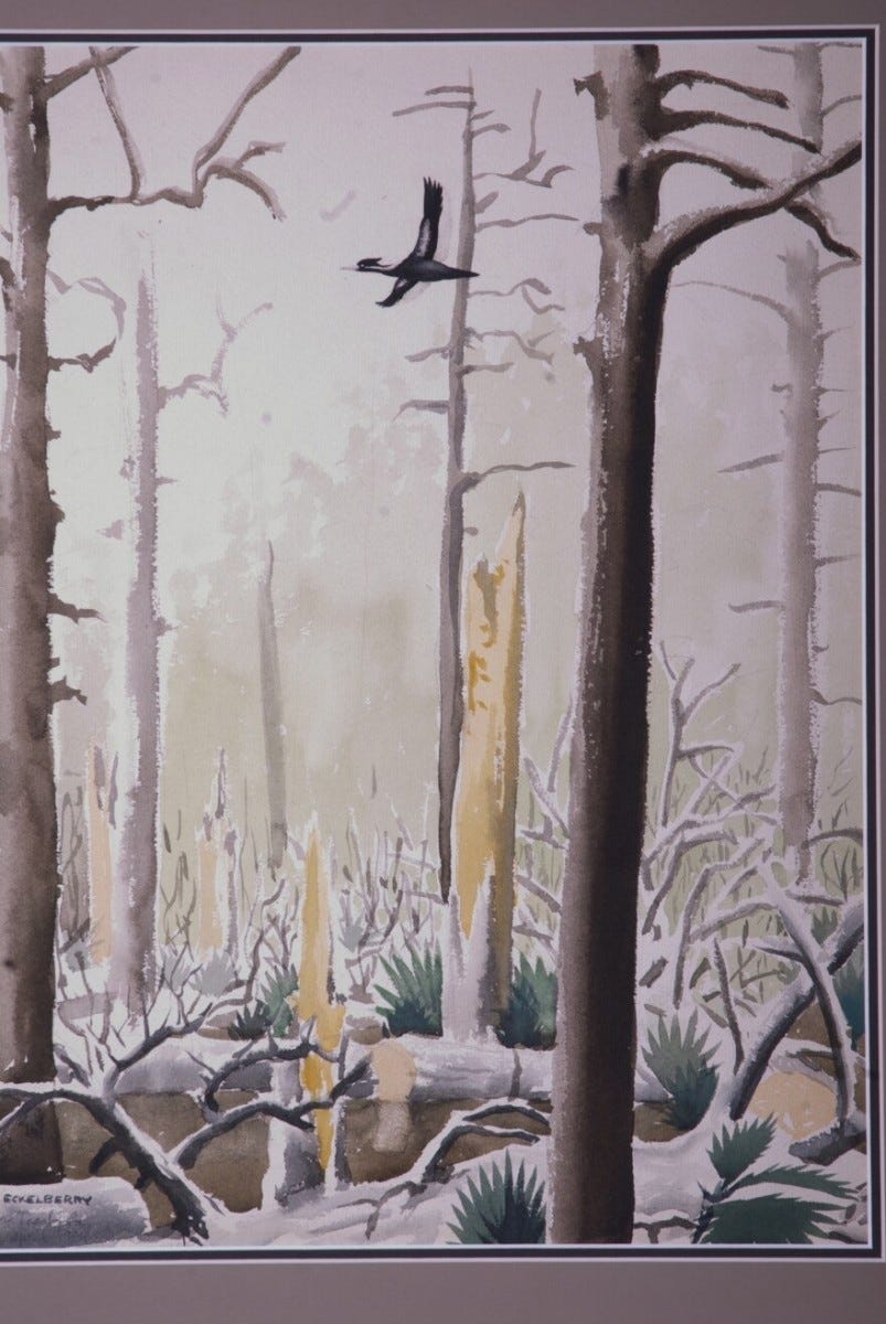 Don Eckelberry's painting of the last known ivory-billed woodpecker. Don Eckelberry's painting of the last known ivory-billed woodpecker.