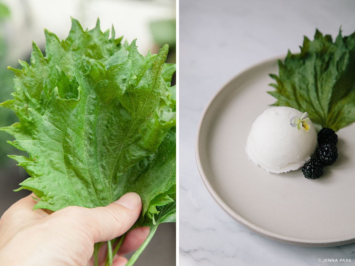 Shiso leaf and sorbet