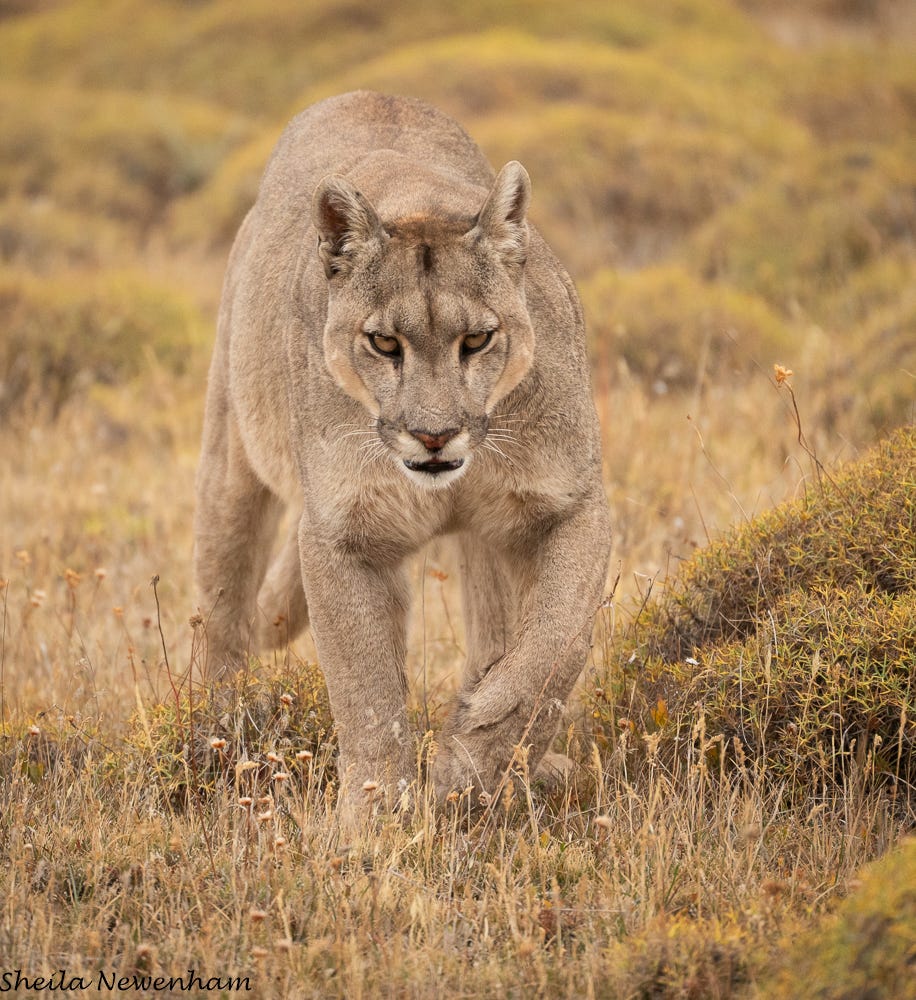 The Puma Petaka