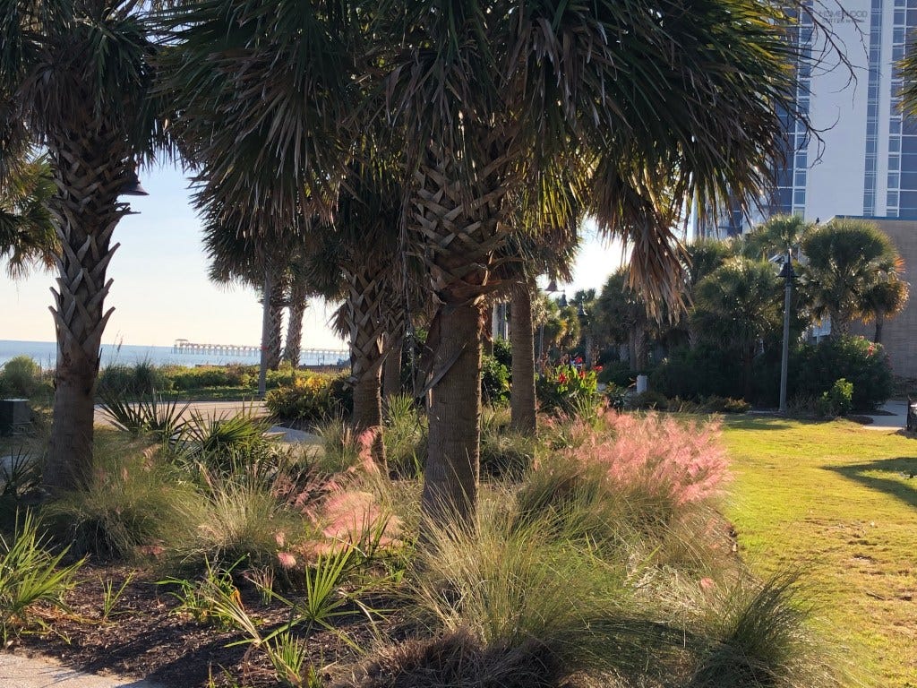 landscaped section at Myrtle Beach