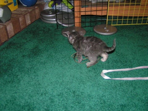 Kali Playful Raising Young Kittens Kali Playful Raising Young Kittens