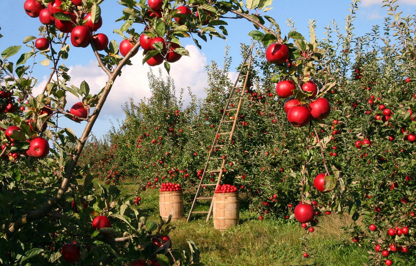 An apple orchard where harvesting occurs. The apples are red and shiny.