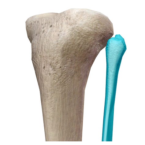 tibia, fibula, bones, ankle joint