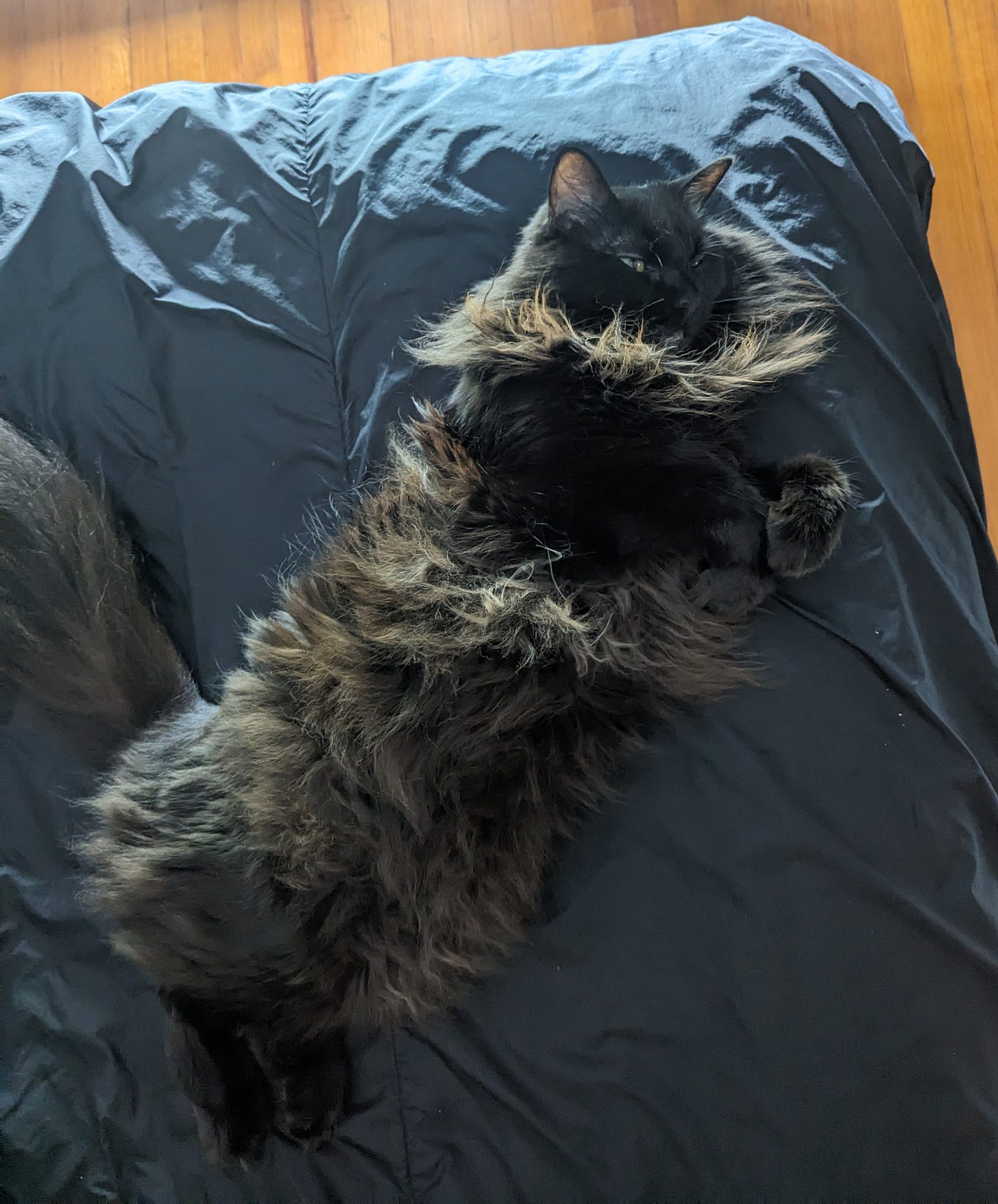 Bixby lies on his side and exploses his full magnificent floof in the warm beam of sunlight. Bixby lies on his side and exploses his full magnificent floof in the warm beam of sunlight.
