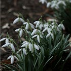 50. The Wild Enchantment Club | Courage & Watching snowdrops emerge