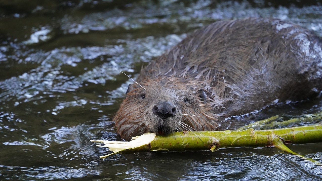 A photograph of a beaver swimming towards the camera, pulling a willow branch in their mouth