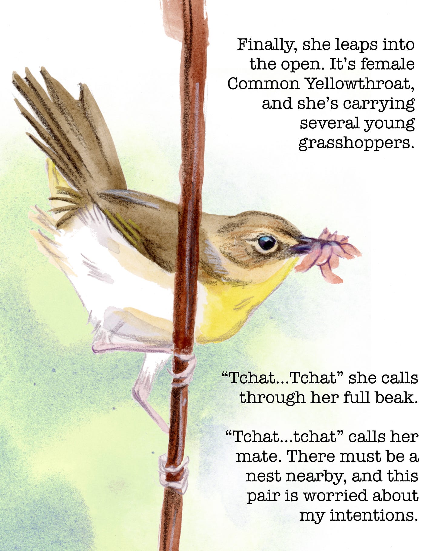 Finally, she leaps into the open. It’s female Common Yellowthroat, and she’s carrying several young grasshoppers. “Tchat…Tchat” she calls through her full beak. “Tchat—tchat” calls her mate. There must be a nest nearby, and this pair is worried about my intentions. 