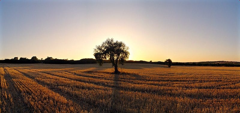 woodfromeden.substack.com