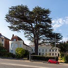 88. Castle Hill Cedar of Lebanon