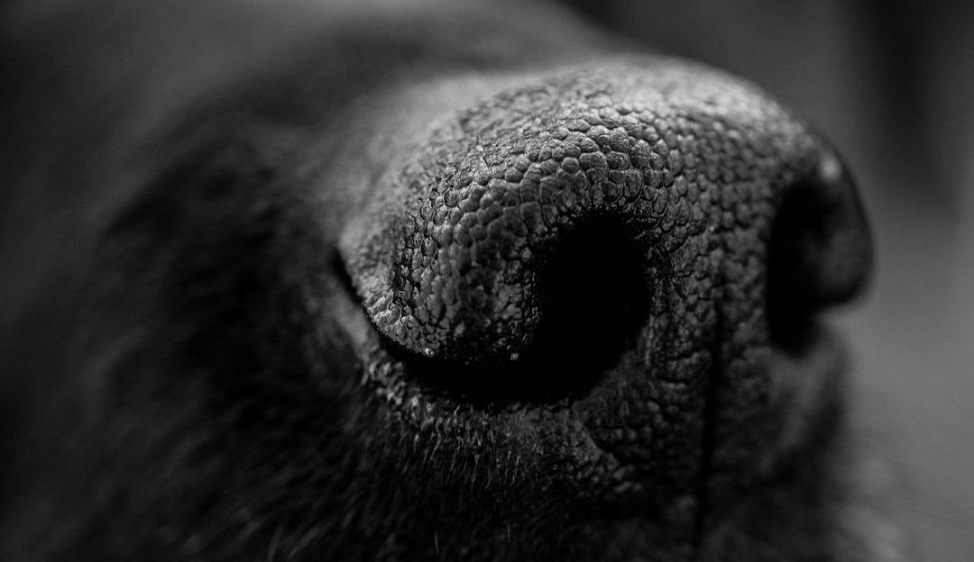 a close up of a black dog's nose a close up of a black dog's nose