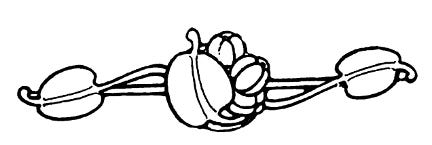 A floral illustration.