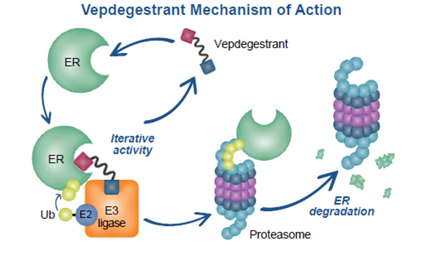 Vepdegestrant (ARV-471)* | Pfizer Oncology Development Website