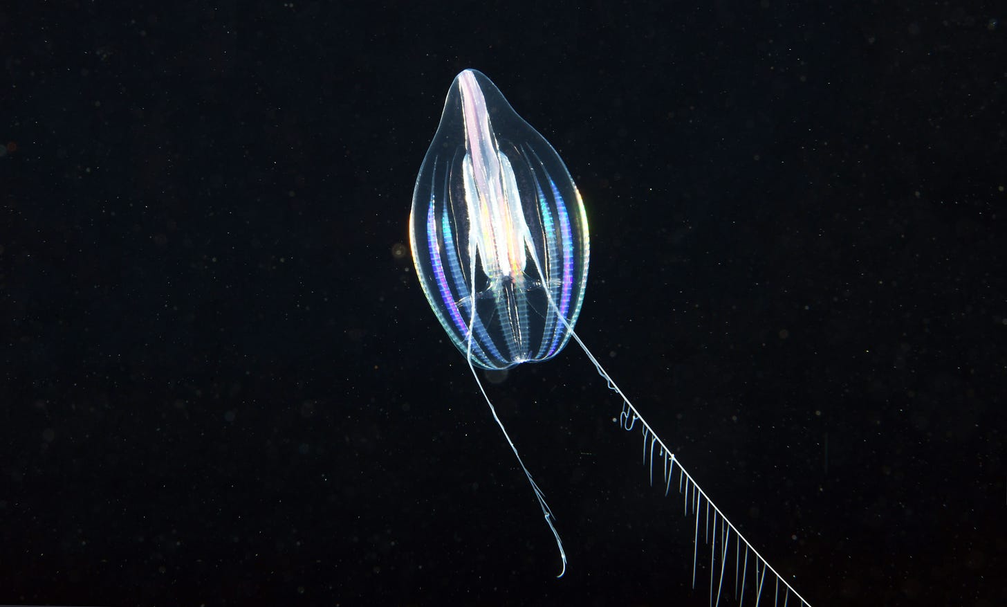 Comb jelly swims in the dark ocean