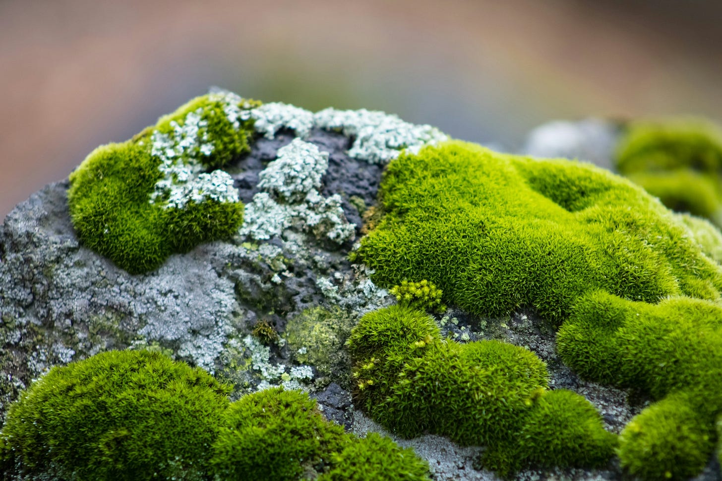 Green moss covering a rock