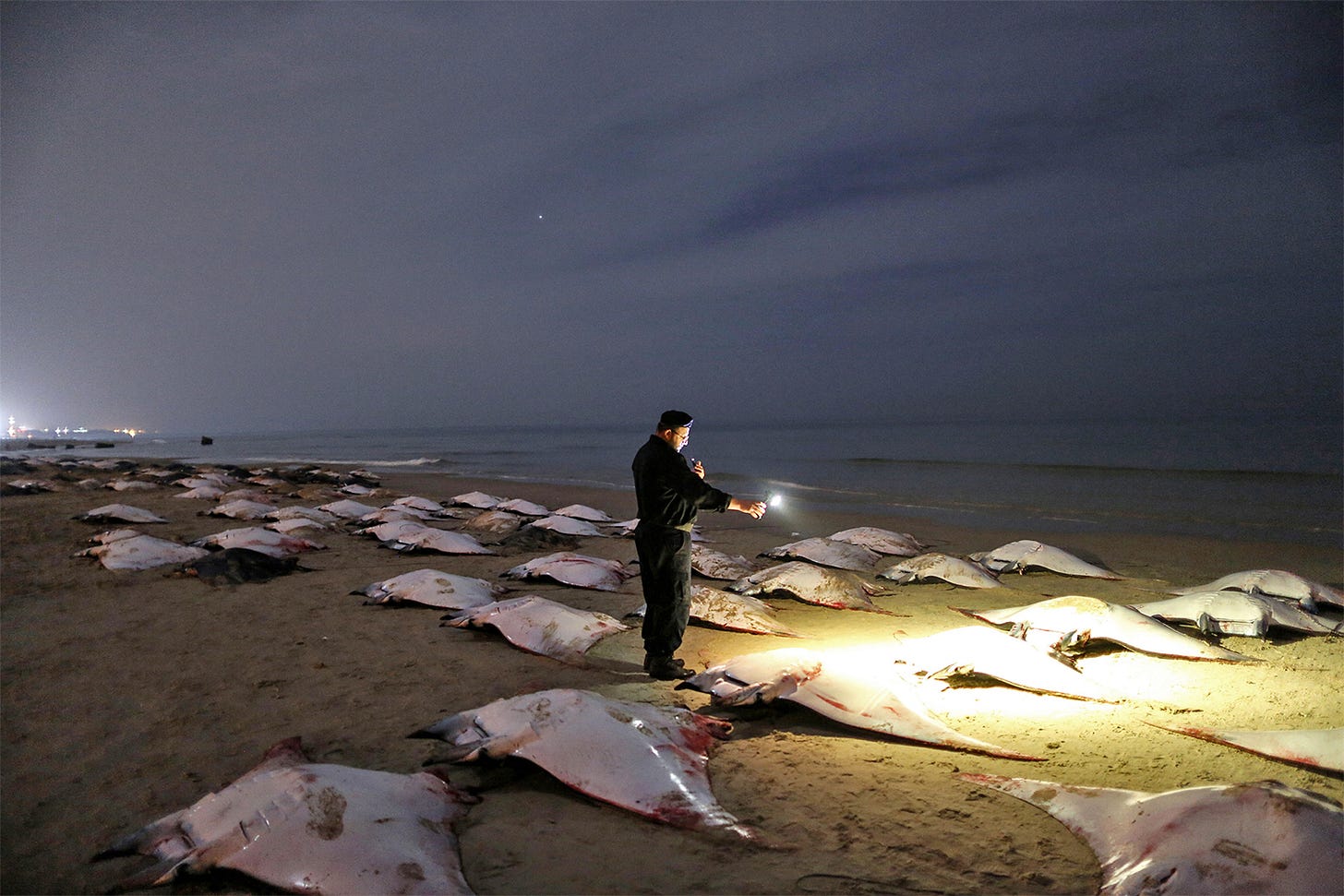 A police officer observes spinetail devil rays landed in Gaza in unusual numbers on an early morning in 2013. At the time, Israel-imposed fishing restrictions permitted fishing in a small area, leading to overfishing of ordinary target species, and Gazan fishers caught several hundred of the rays when a large group passed atypically close to shore. Image by Wissam Nassar, ©Save Our Seas Foundation. A police officer observes spinetail devil rays landed in Gaza in unusual numbers on an early morning in 2013. At the time, Israel-imposed fishing restrictions permitted fishing in a small area, leading to overfishing of ordinary target species, and Gazan fishers caught several hundred of the rays when a large group passed atypically close to shore. Image by Wissam Nassar, ©Save Our Seas Foundation.