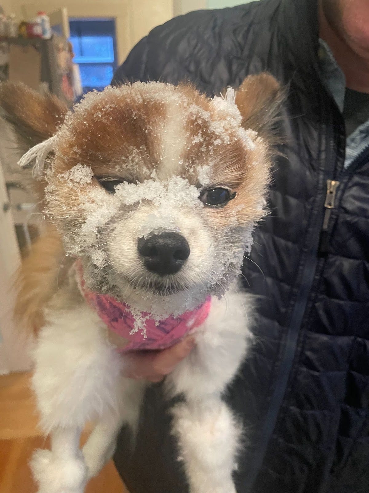 a small brown and white dog covered in snow stares at the camera