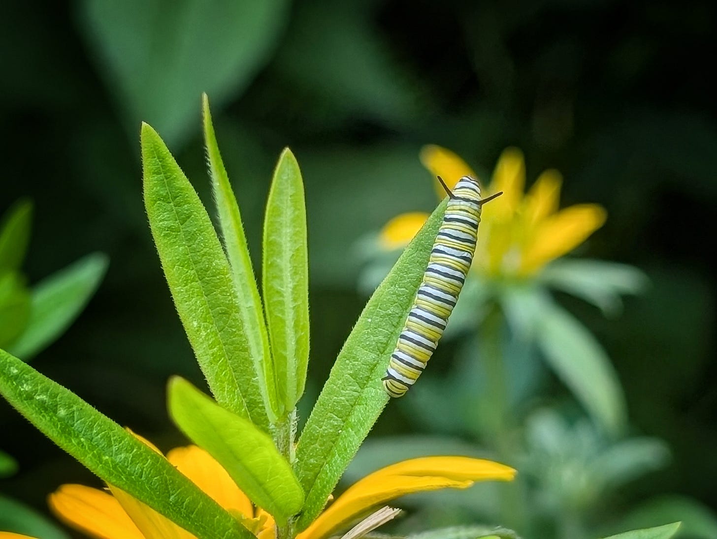 A monarch caterpillar on the leaf of Asclepias tuberosa