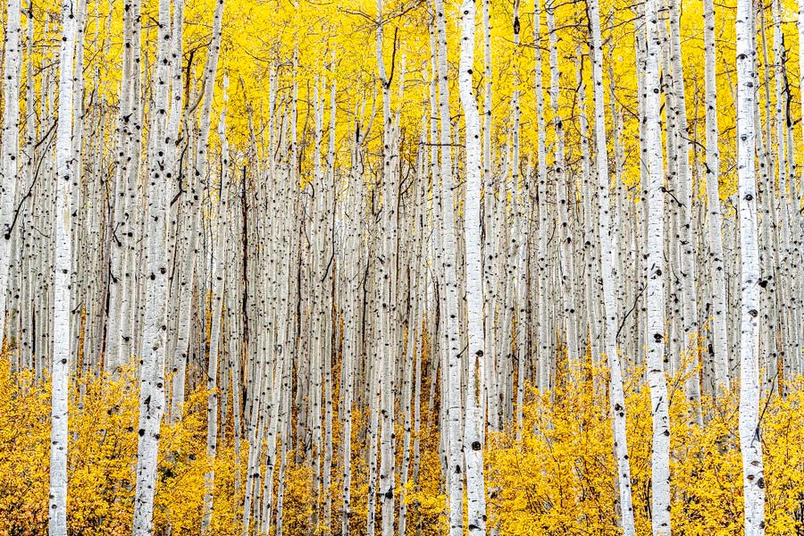 A stand of white-bark trees with yellow leaves A stand of white-bark trees with yellow leaves