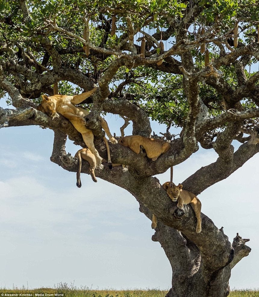 Making the most of the shade: In this part of the Serengeti, temperatures can reach a staggering 32C by 8am