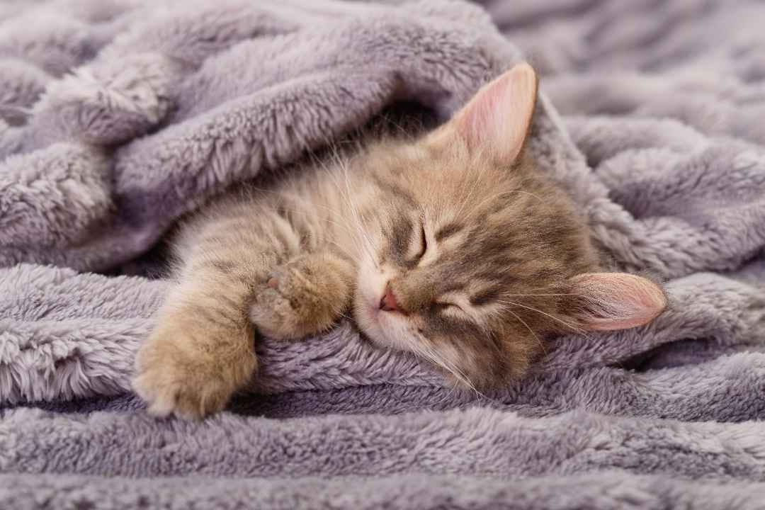 Tucked in kitty Tucked in kitty