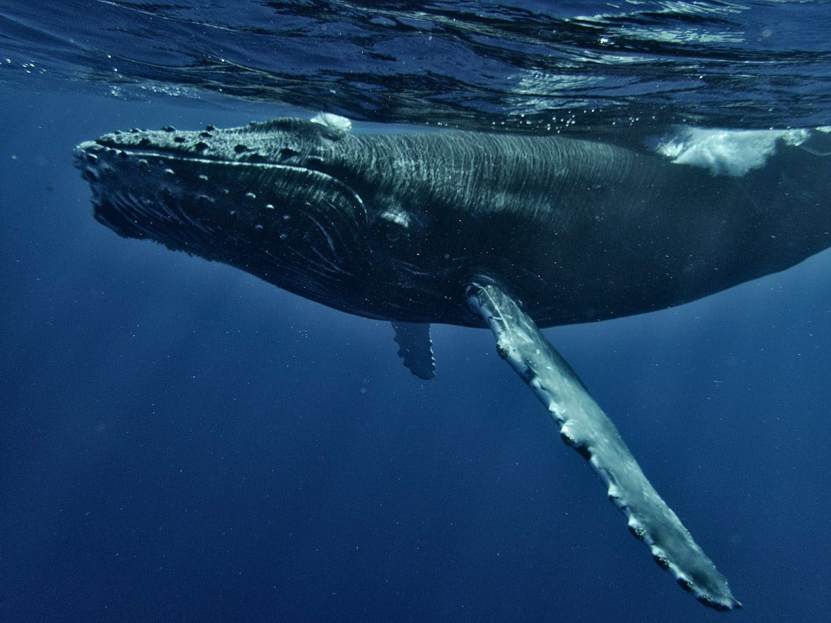una ballena jorobada bajo el agua, fotografiada de cerca, se ve su boca alargada y su ojo