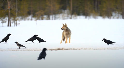 Jukka Lämsä, CC BY 3.0 <https://creativecommons.org/licenses/by/3.0>, via Wikimedia Commons Jukka Lämsä, CC BY 3.0 <https://creativecommons.org/licenses/by/3.0>, via Wikimedia Commons