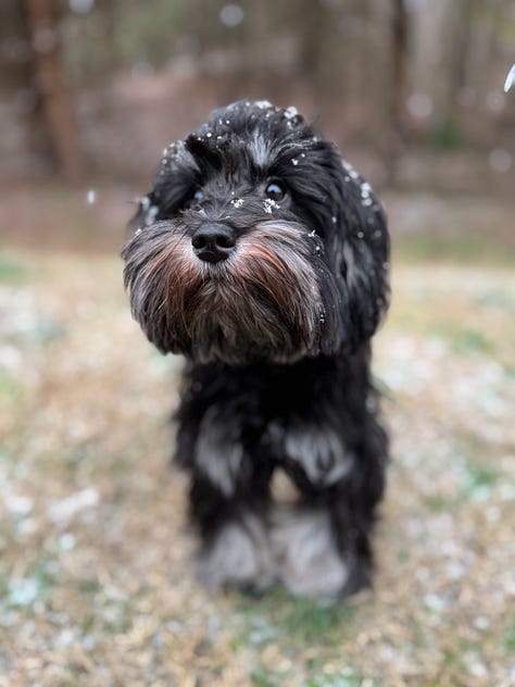 puppy seeing snow for the first time