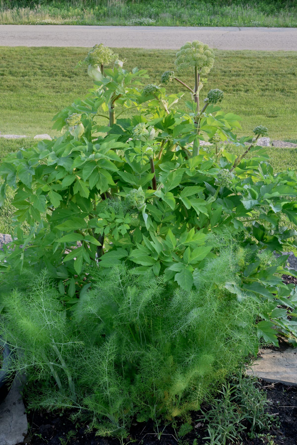 sweet fennel and angelica plants